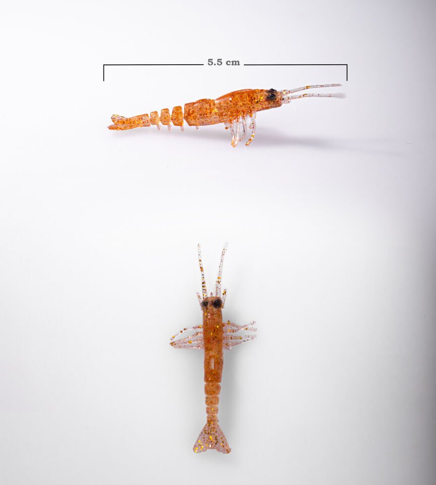 BEZLİ KARİDES 55 BAL KOYU 30P