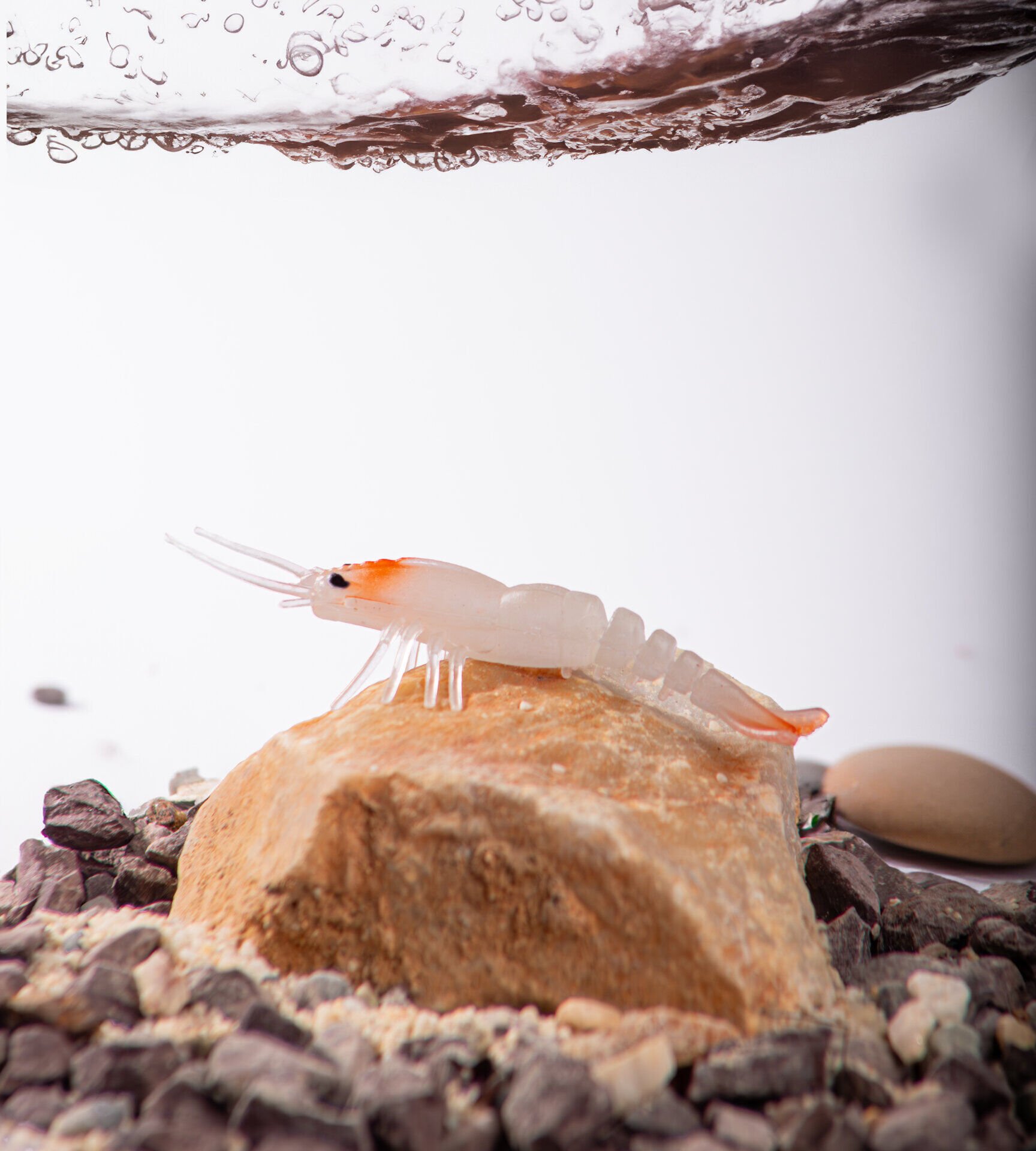 BEZLİ KARİDES 55 RH GLOW 30P