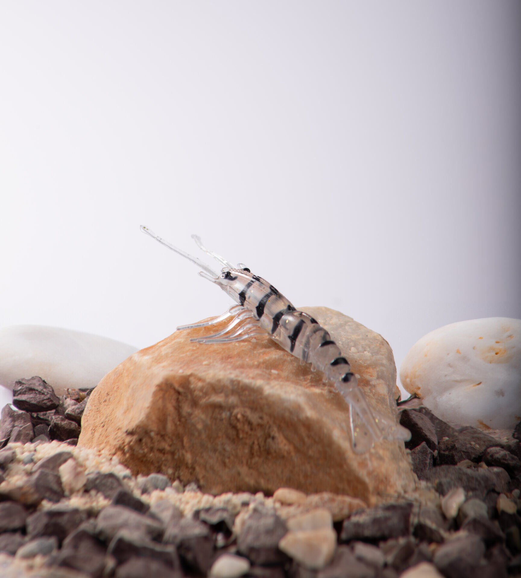 BEZLİ KARİDES 55 ŞEFFAF/SİYAH 30P