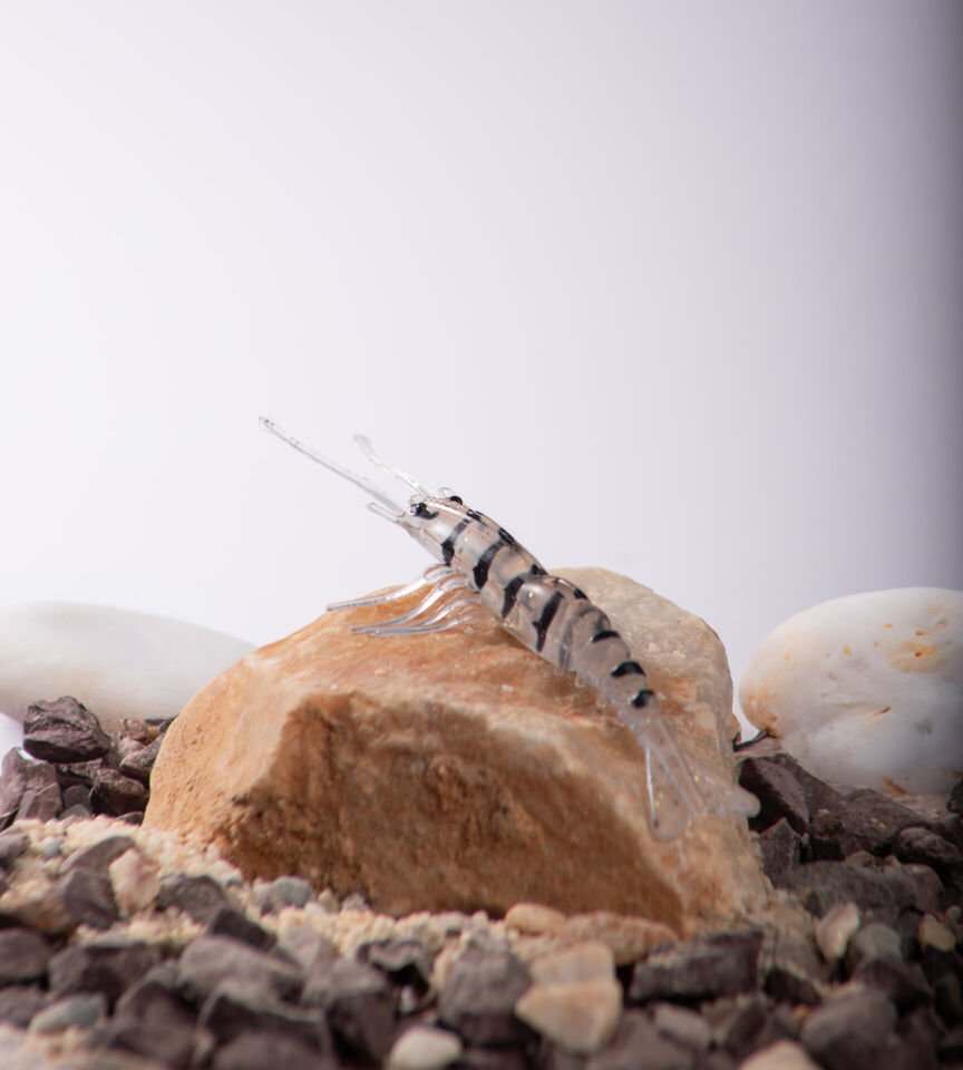 BEZLİ KARİDES 55 ŞEFFAF/SİYAH 30P