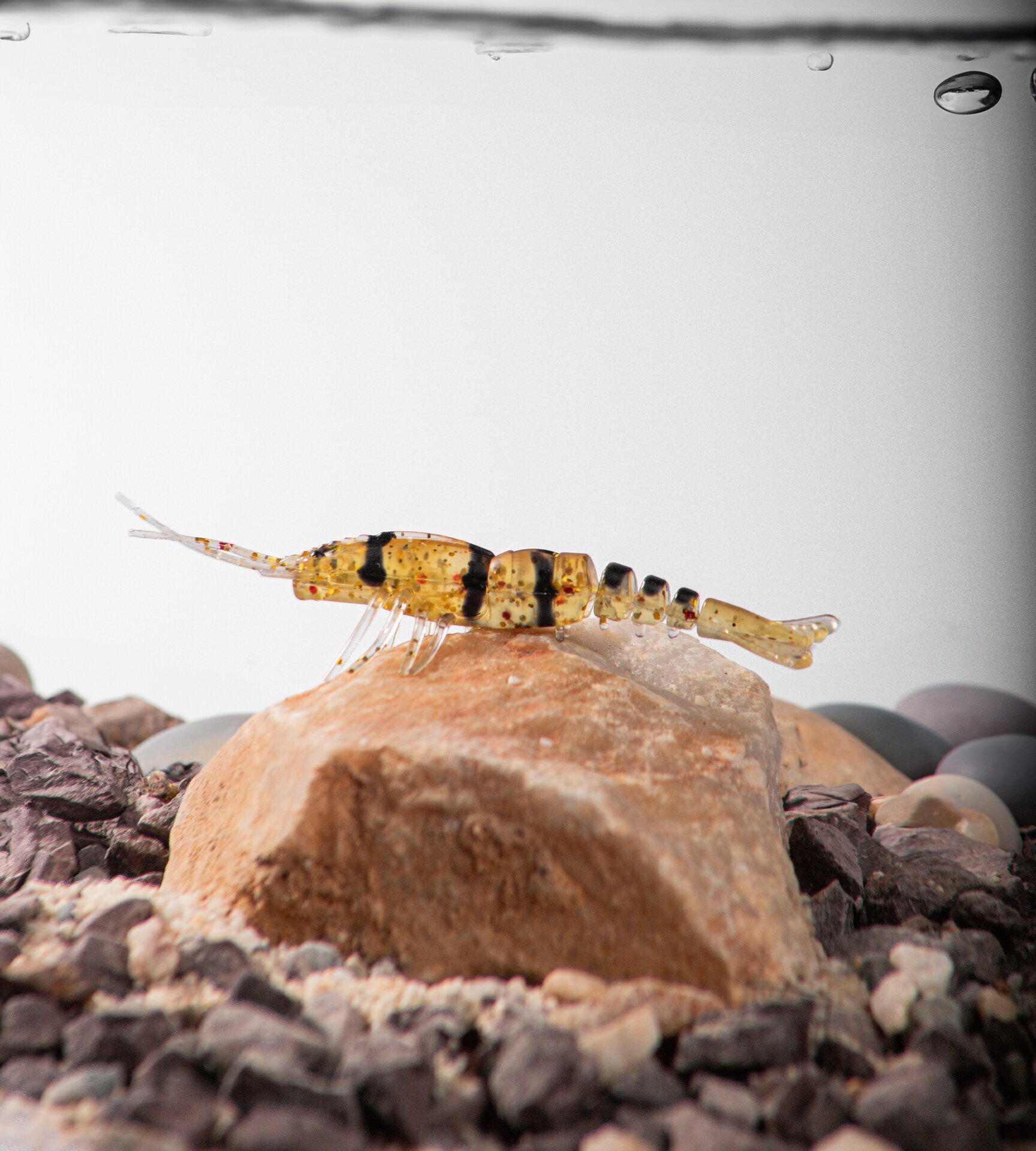 BEZLİ KARİDES 55 BAL ÇİZGİLİ KOYU 30P