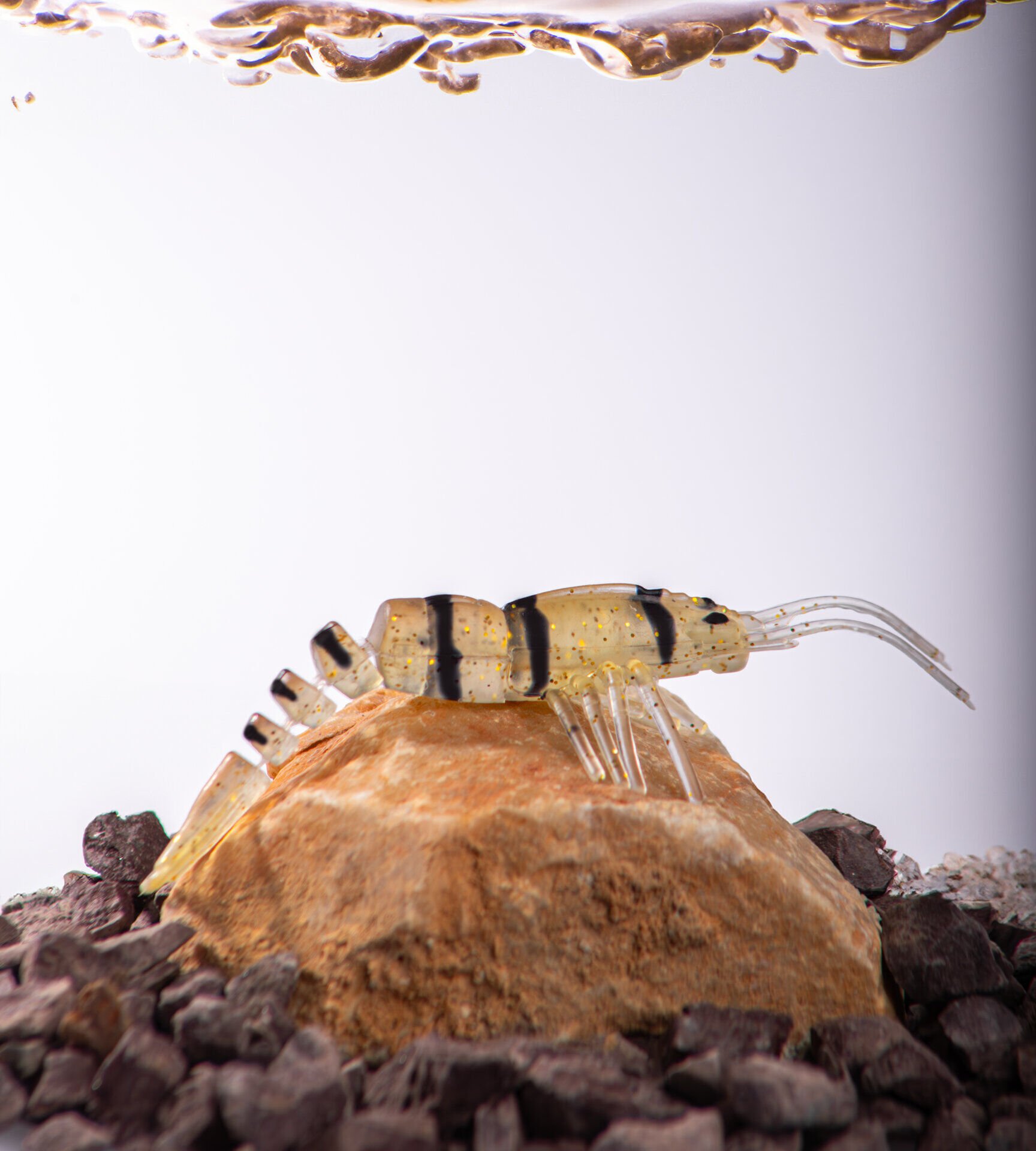 BEZLİ KARİDES 55 BAL ÇİZGİLİ AÇIK 30P