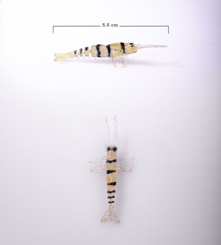 BEZLİ KARİDES 55 BAL ÇİZGİLİ AÇIK 30P