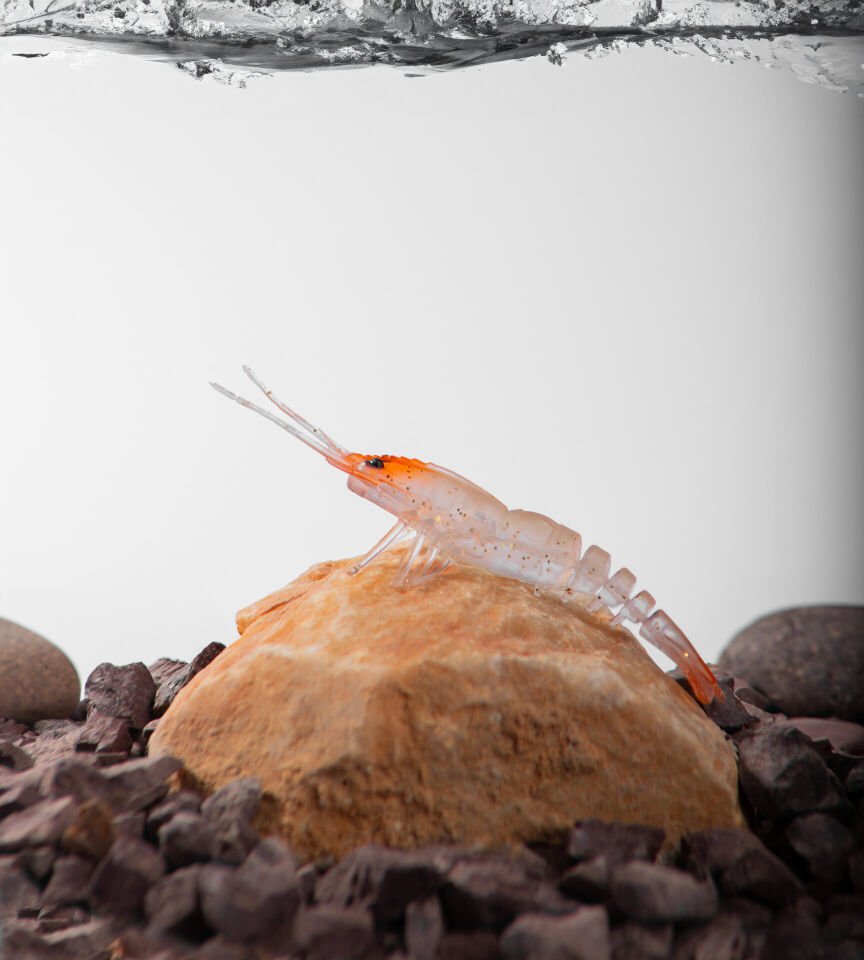 BEZLİ KARİDES 75 KIRMIZI KAFA ŞEFFAF SİM 20P