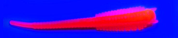 SPIINX SANDWORM SİLİKON 6CM 18P UV ORANGE